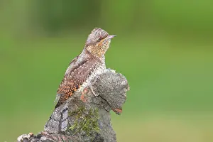Jynx: Eurasian Wryneck ( Jynx torquilla) sitting on an
