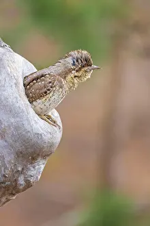 Hole: Eurasian wryneck (Jynx torquilla) sitting in a tree