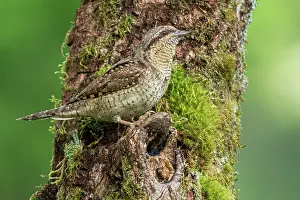 Brais Seara Fernandez: Eurasian wryneck (Jynx torquilla) - on tree trunk
