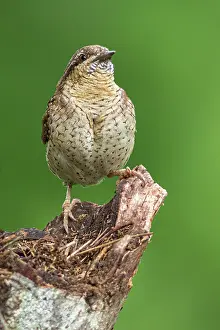 Brais Seara Fernandez: Eurasian wryneck (Jynx torquilla) - on tree trunk