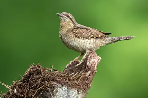 Brais Seara Fernandez: Eurasian wryneck (Jynx torquilla) - on tree trunk
