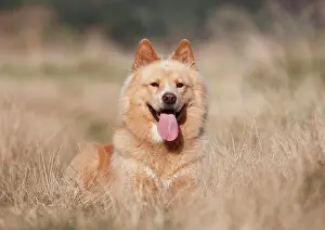 Eurasier: Eurasier male 3 years old, Germany, Europe Eurasier
