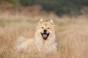 Eurasier: Eurasier, male, 9 years old, lies on the meadow