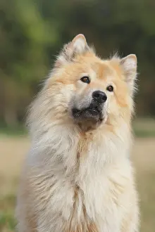 Eurasier: Eurasier, male, 9 years, portrait, North Rhine-Westphalia