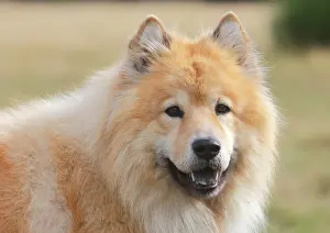 Eurasier: Eurasier, male, 9 years, portrait, North Rhine-Westphalia