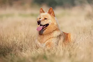 Eurasier: Eurasier Mongrel male 3 years old, Germany, Europe