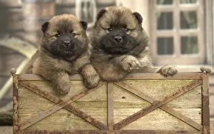 Cuddly: Two Eurasier puppies