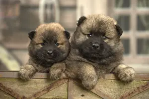 Cuddly: Two Eurasier puppies