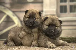 Cuddly: Two Eurasier puppies