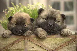 Cuddly: Two Eurasier puppies