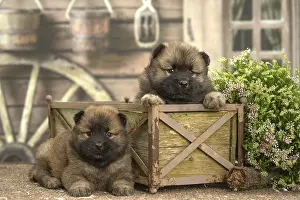 Cuddly: Two Eurasier puppies