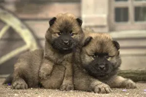 Cuddly: Two Eurasier puppies