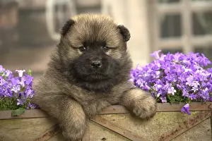 Cuddly: Eurasier puppy