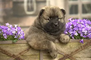 Cuddly: Eurasier puppy