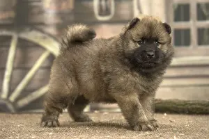 Cuddly: Eurasier puppy