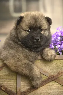 Cuddly: Eurasier puppy