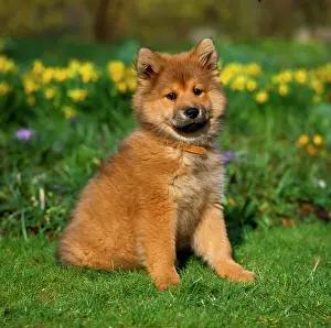 Eurasier: Eurasier, puppy