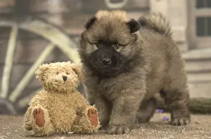 Cuddly: Eurasier puppy Eurasier puppy