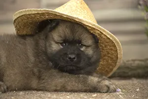 Cuddly: Eurasier puppy Eurasier puppy