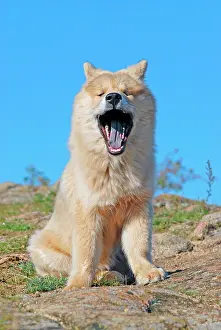 Eurasier: Eurasier sitting on rocks, yawning