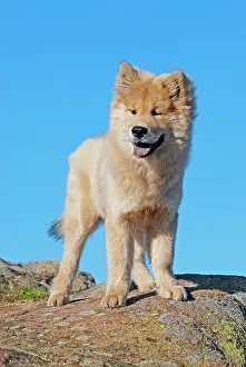 Eurasier: Eurasier standing on the top of a rock