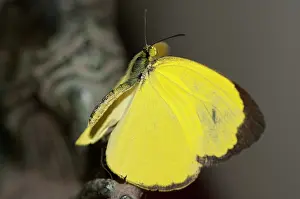 270101: Eurema Butterfly - Klungkung, Bali, Indonesia