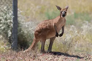 Wallaroo: Euro / Red Wallaroo - Inhabits dry rocky areas