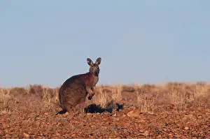 Ears: Euro / WALLAROO