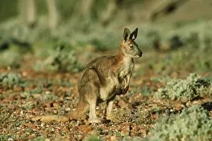 Wallaroo: Euro / WALLAROO