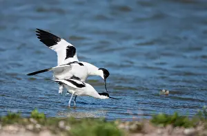 Copula: Euroasien avocet