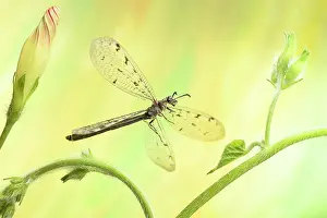 Convolvulaceae: Euroleon nostras (Euroleon nostras) in flight at