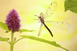 Lamiaceae: Euroleon nostras (Euroleon nostras), in flight