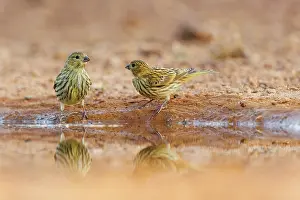 Dehesa: SERIN