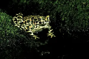 Scan: Europe. European Green Toad