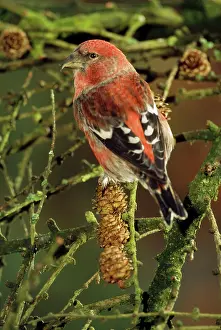 Crossbill: Europe / European / White-winged / Two-Barred CROSSBILL