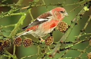 Crossbill: Europe / European / White-winged / Two-Barred CROSSBILL