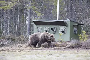Kajaani: Europe, Finlande, ours brun (Ursus arctos horribilis)