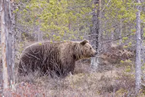 Kajaani: Europe, Finlande, ours brun (Ursus arctos horribilis)