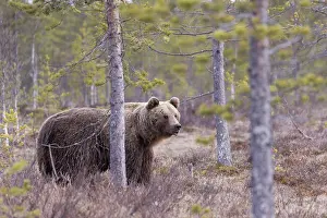 Horribilis: Europe, Finlande, ours brun (Ursus arctos horribilis)