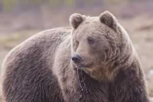 Kajaani: Europe, Finlande, ours brun (Ursus arctos horribilis)