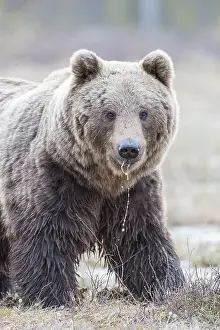 Kajaani: Europe, Finlande, ours brun (Ursus arctos horribilis)