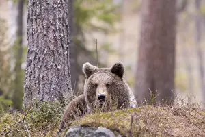 Kajaani: Europe, Finlande, ours brun (Ursus arctos horribilis)