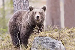 Kajaani: Europe, Finlande, ours brun (Ursus arctos horribilis)