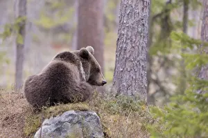 Kajaani: Europe, Finlande, ours brun (Ursus arctos horribilis)