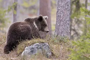 Kajaani: Europe, Finlande, ours brun (Ursus arctos horribilis)