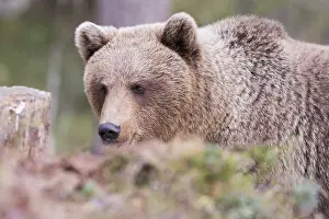 Kajaani: Europe, Finlande, ours brun (Ursus arctos horribilis)