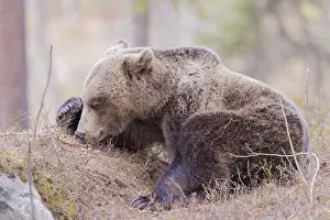 Chien: Europe, Finlande, ours brun (Ursus arctos horribilis)