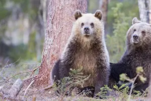 Kajaani: Europe, Finlande, ours brun (Ursus arctos horribilis)