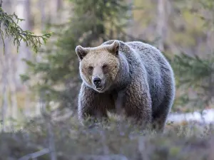 Kajaani: Europe, Finlande, ours brun (Ursus arctos horribilis)