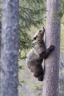 Kajaani: Europe, Finlande, ours brun (Ursus arctos horribilis)